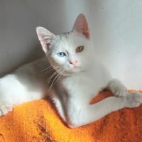 Alfy Schneeweißer Kater sucht gechillte Familie, Kater zur Adoption