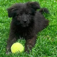 Kleine Shaggy sucht ihr Familie, Hündin zur Adoption