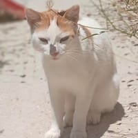 LIlly, elegant in weiß-orange, Katze zur Adoption