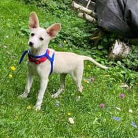 Zuckerschnute Chiarella verzaubert die Herzen!, Hündin zur Adoption