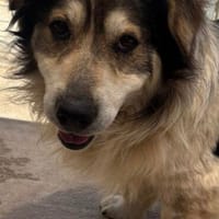Adam- klein aber oho, Hund zur Adoption