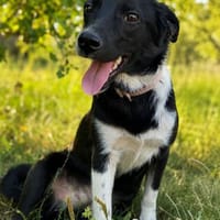 Bonsai - kleiner Eroberer, verspielt, neugierig, Hund zur Adoption