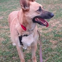 Schmuckstück AMBER sucht ein Zuhause, Hündin zur Adoption