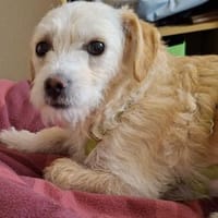 Josie sucht neues Zuhause, Hündin zur Adoption