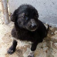 Netty, ein zartes Hundemädchen, Hündin zur Adoption