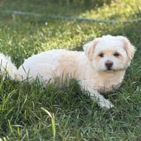 Fonsi sucht sein Glück, Hund zur Adoption