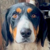 Tapfere Mama Nana, Hündin zur Adoption