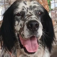Wunderschöner Setter Alex, Hund zur Adoption