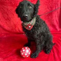 süßer Junghund sucht Wohlfühlzuhause, Hund zur Adoption