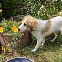 Elfie Mix Hündin 4 Monate alt in 41751, Hündin zur Adoption