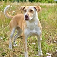 Alicia  ruhige, kluge Hündin sucht entspanntes Zuhause, Hündin zur Adoption