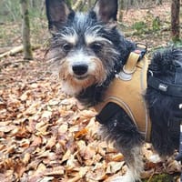 Sanfte Zana sucht ruhiges Zuhause, Hündin zur Adoption