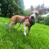 BLONDIE - ein Knirps mit Knutschfaktor!, Hündin zur Adoption