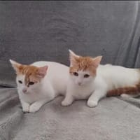 Patty & Spotty Freundliche Schwestern, Katze zur Adoption