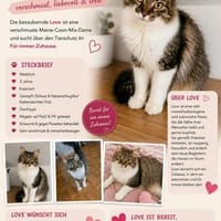 Maine Coon Mix namens Love, Katze zur Adoption