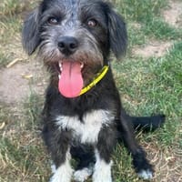Ida -Bezaubernde Junghündin, Hündin zur Adoption