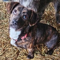 Lustige und liebe Anne sucht ihr Glück, Hündin zur Adoption