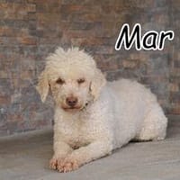 Zeigen Sie Mar ein Leben in Liebe???, Hündin zur Adoption
