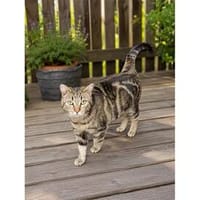 Zwei Kater - warten in 92342 Freystadt, Kater zur Adoption
