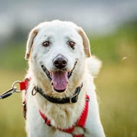 Angelo hofft auf seine Chance, Hund zur Adoption
