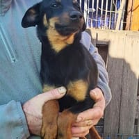 Princesa° in 45711 Datteln, Hündin zur Adoption