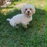 Lior lässt sich gut motivieren, Hund zur Adoption