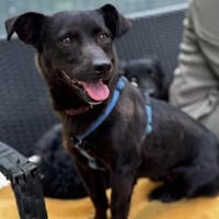 Milla sucht ruhiges Zuhause ...., Hündin zur Adoption