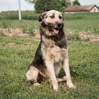 Anouk fünf Jahre Hoffnung auf ein Leben, Hund zur Adoption