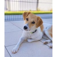 Leyla - wartet in 89257 Illertissen, Hündin zur Adoption