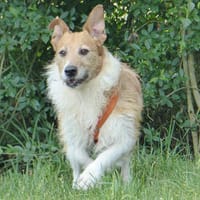 Pimpinello möchte sein Leben genießen, Hund zur Adoption