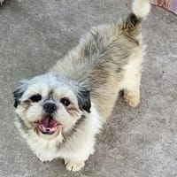 Elvis° in 86529 Schrobenhausen, Hund zur Adoption