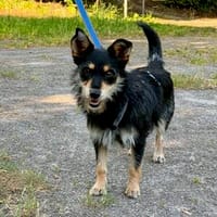 Geben Sie Mimosa eine Chance?, Hündin zur Adoption