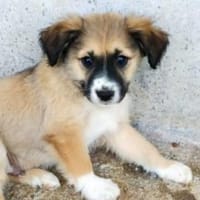 Milano, die kleine Zuckerschnute, Hund zur Adoption