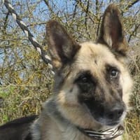 Alter Schäferhund sucht Paten / Gnadenplatz, Hund zur Adoption