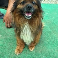 Bonnie, kleines Pekinesen Männlein, Hund zur Adoption