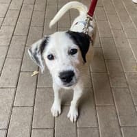 Almy wartet im Tierheim Sulzbach, Hündin zur Adoption