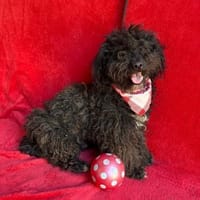 SÜßER FRATZ SUCHT SEIN GLÜCK, Hund zur Adoption