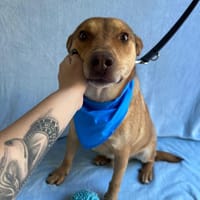 unkompliz. Schatz sucht tolle Menschen, Hund zur Adoption