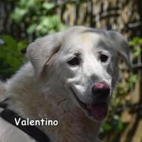 Valentino in der Tierherberge Donzdorf, Hund zur Adoption
