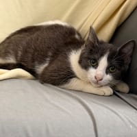 Athena CAB5769, chatte à adopter