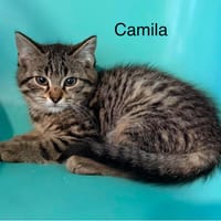 camila, chatte à adopter