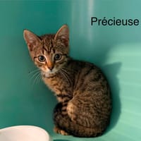 Precieuse, chatte à adopter