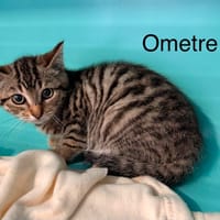 ometre, chat à adopter