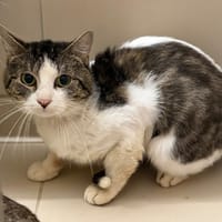 Malio CAB5766, chat à adopter