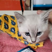 PERLE (RESERVE), chatte à adopter