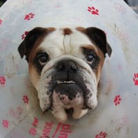 ouldog, chien à adopter