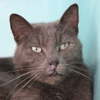 Albus, chat à adopter
