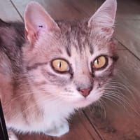 BISCOTTE, chatte à adopter