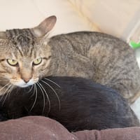 MI AMOR, chat à adopter
