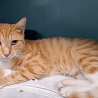 FRIPOUILLE, chat à adopter